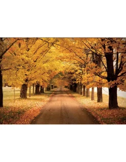 CUADRO PAISAJE OTOÑAL